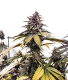 Indica femm - RUNTZBERT limited edition - The Grateful Seeds