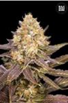 Indica Femm - LAVENDER BEST - Bulk Seed Bank