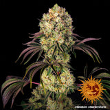 Indica Femm - GLOOKIES - Barney's Farm