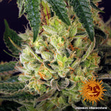 Indica Femm - GLOOKIES - Barney's Farm