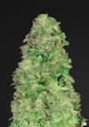 CBD Ibridi Auto Femm - AUTO 20:1 - 420 Fast Buds