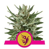 Ibridi Femm fast flowering - SPEEDY CHILE - Royal Queen Seeds