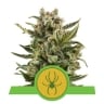 Sativa Femm auto - WHITE WIDOW - Royal Queen Seeds