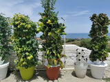TORRE EOLIANA il tuo orto verticale idroponico indoor outdoor greenhouse