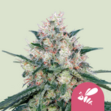 Royal Queen Seeds -Honey Cream - Semi di Cannabis - Femminilizzata Veloce