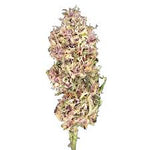 PUFFLE CBD Idroponica