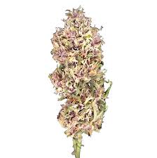 PUFFLE CBD Idroponica