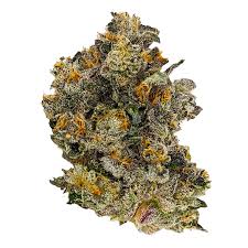 PINK LADY CBD Idroponica