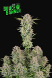 Ibridi Auto - BRUCE BANNER - 420 Fast Buds seeds