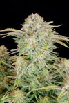 Ibridi Auto - BRUCE BANNER - 420 Fast Buds seeds