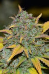 Ibridi Auto - GELATO - 420 Fast Buds seeds