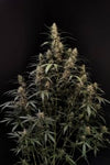Sativa Auto - AMNESIA HAZE - 420 Fast Buds seeds