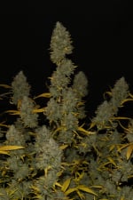 Ibridi Auto - GELATO - 420 Fast Buds seeds