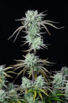 Ibridi Auto - STRAWBERRY BANANA - 420 Fast Buds seeds