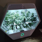 LINFA WEEZY - box automatizzato per la coltivazione di 4 piante