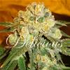 Indica Femm - MARMALATE- Delicious Seeds