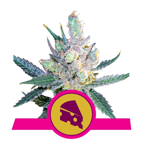 Ibridi Femm Fast version - ROYAL CHEESE - Royal Queen Seeds